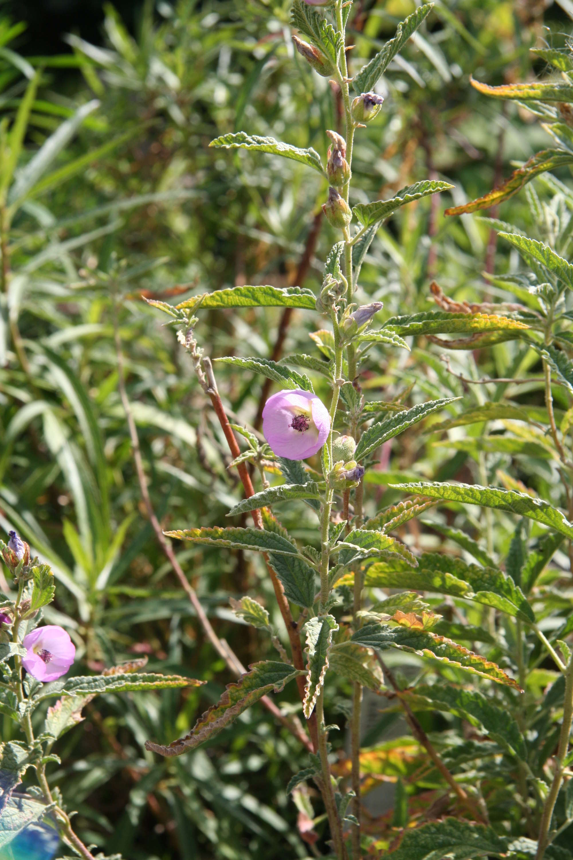 Plancia ëd Sphaeralcea angustifolia (Cav.) G. Don