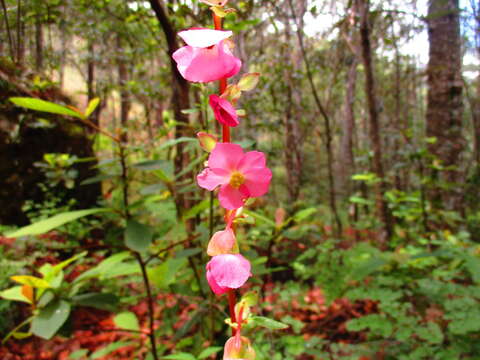 Image of Begonia tapatia Burt-Utley & McVaugh