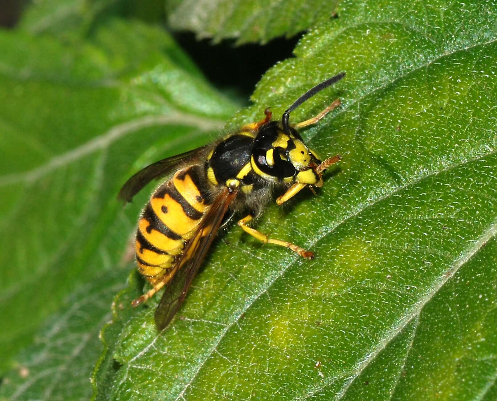 Image of German Wasp