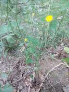 Image of Potentilla divaricata DC.