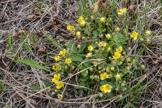 Imagem de Potentilla fragarioides L.