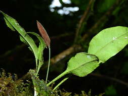 Elaphoglossum pteropus C. Chr. resmi