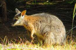 Image of Dama Wallaby