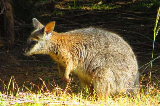 Imagem de Macropus eugenii (Desmarest 1817)