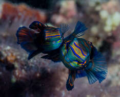 Image of Mandarinfish