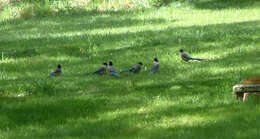 Image of Iberian Magpie