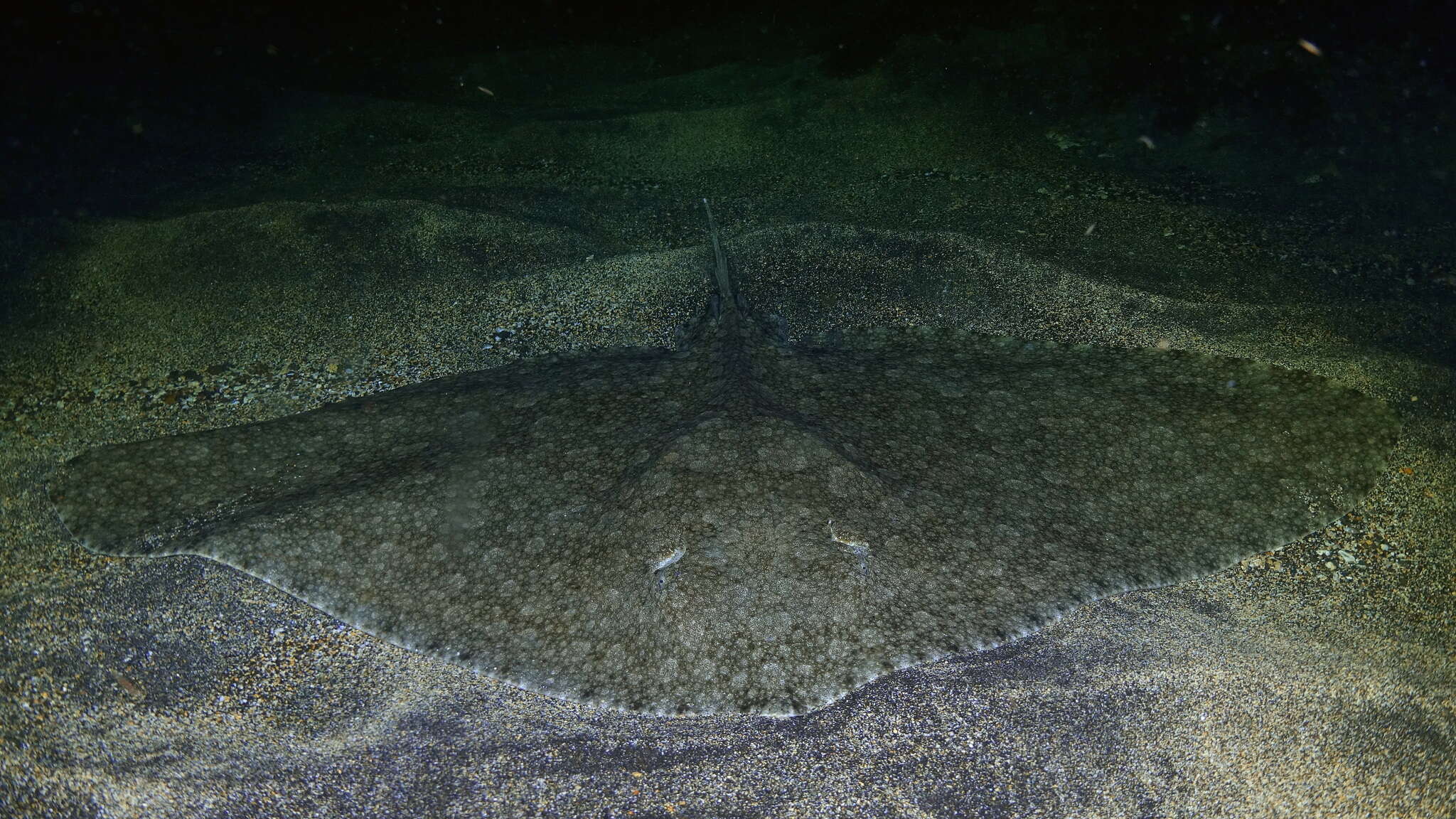 Image of Spiny Butterfly Ray