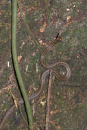 Image of Litter Snake