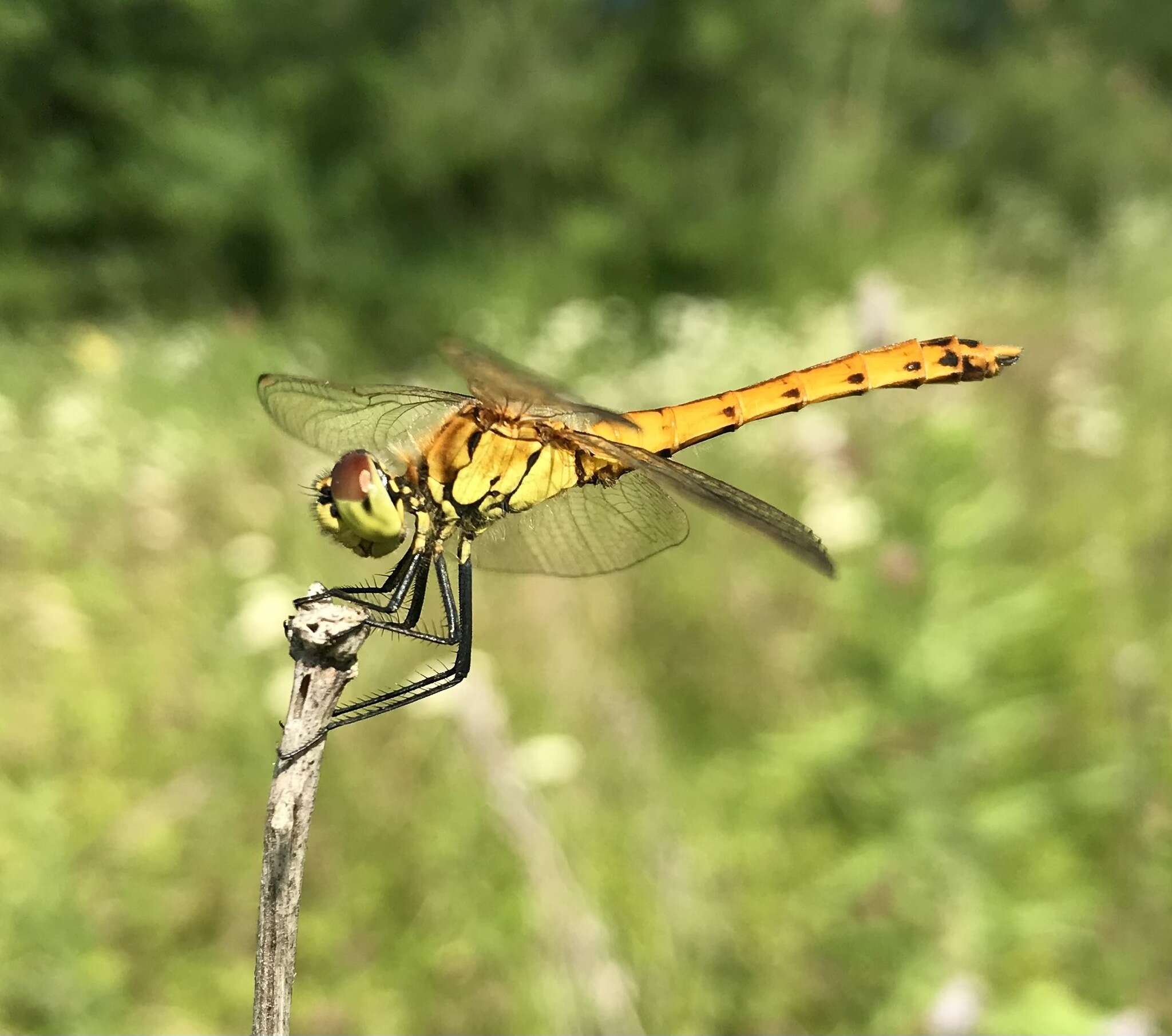 Image of spotted darter