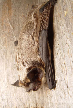 Image of parti-coloured bat, parti-coloured bat