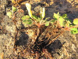 Image of Oxalis ambigua Jacq.