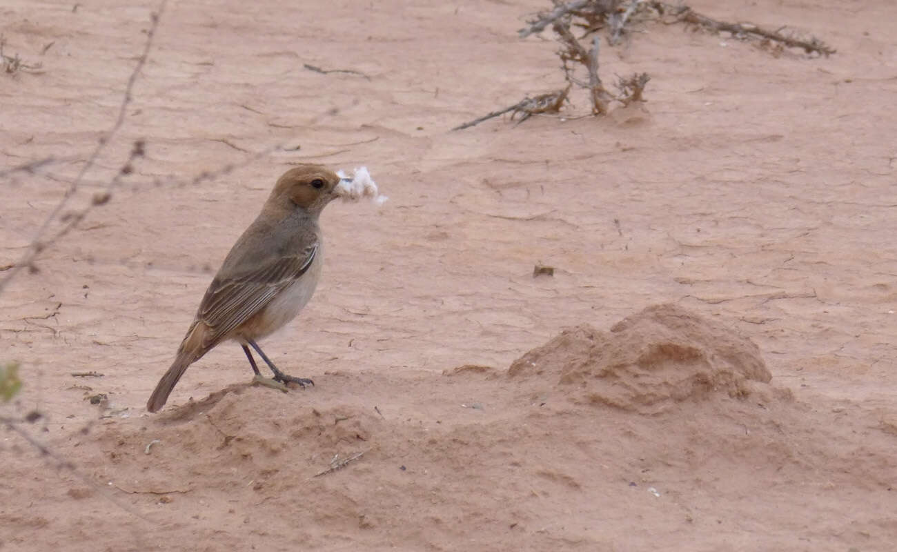 Image of Red-rumped Wheatear