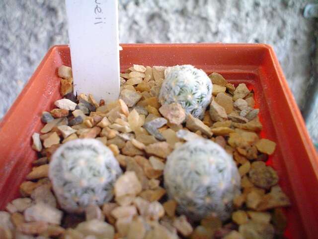 Image of Mammillaria duwei Rogoz. & P. J. Braun