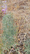 Image de Lupinus caudatus