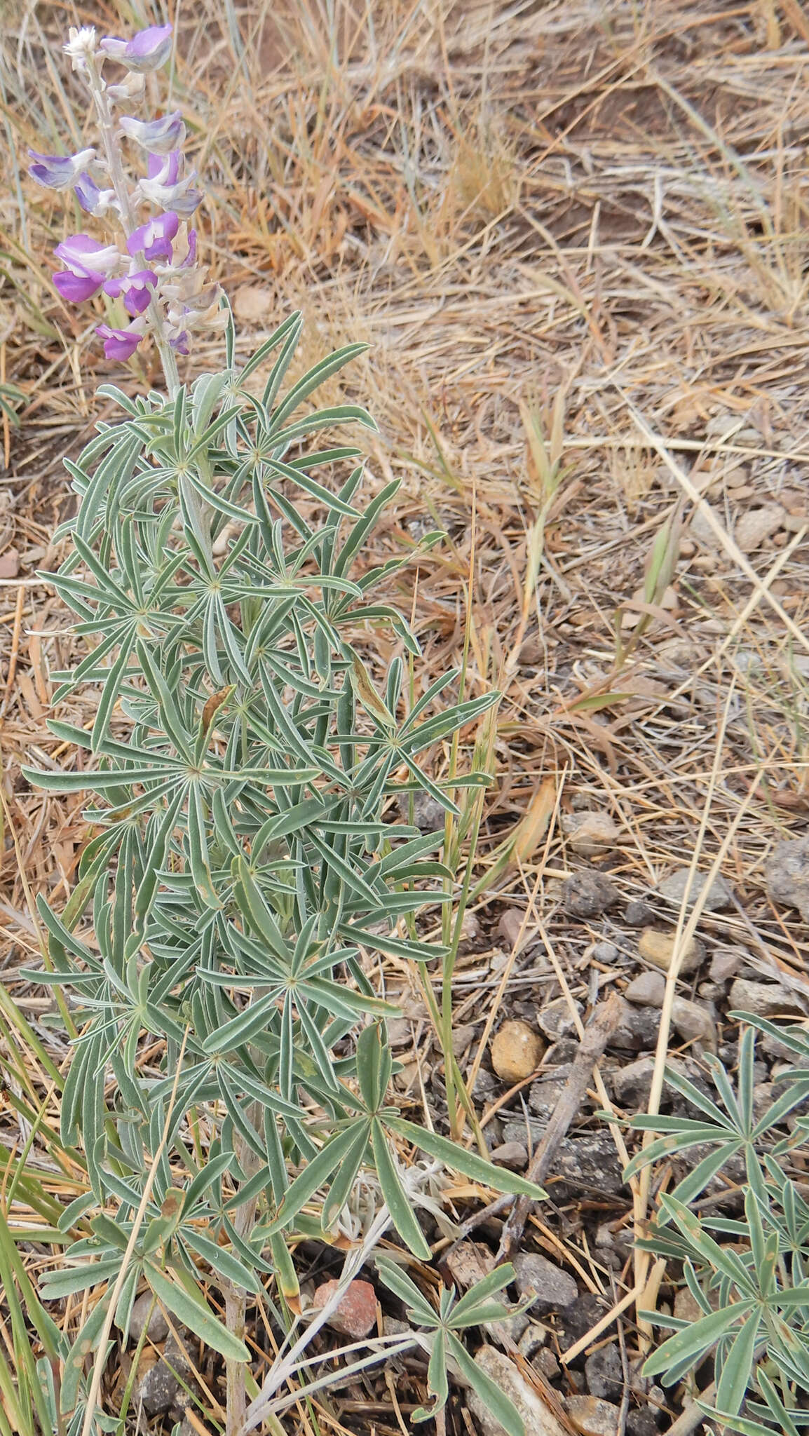 Image de Lupinus caudatus