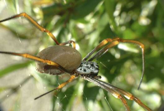 Image of Trichonephila plumipes (Latreille 1804)