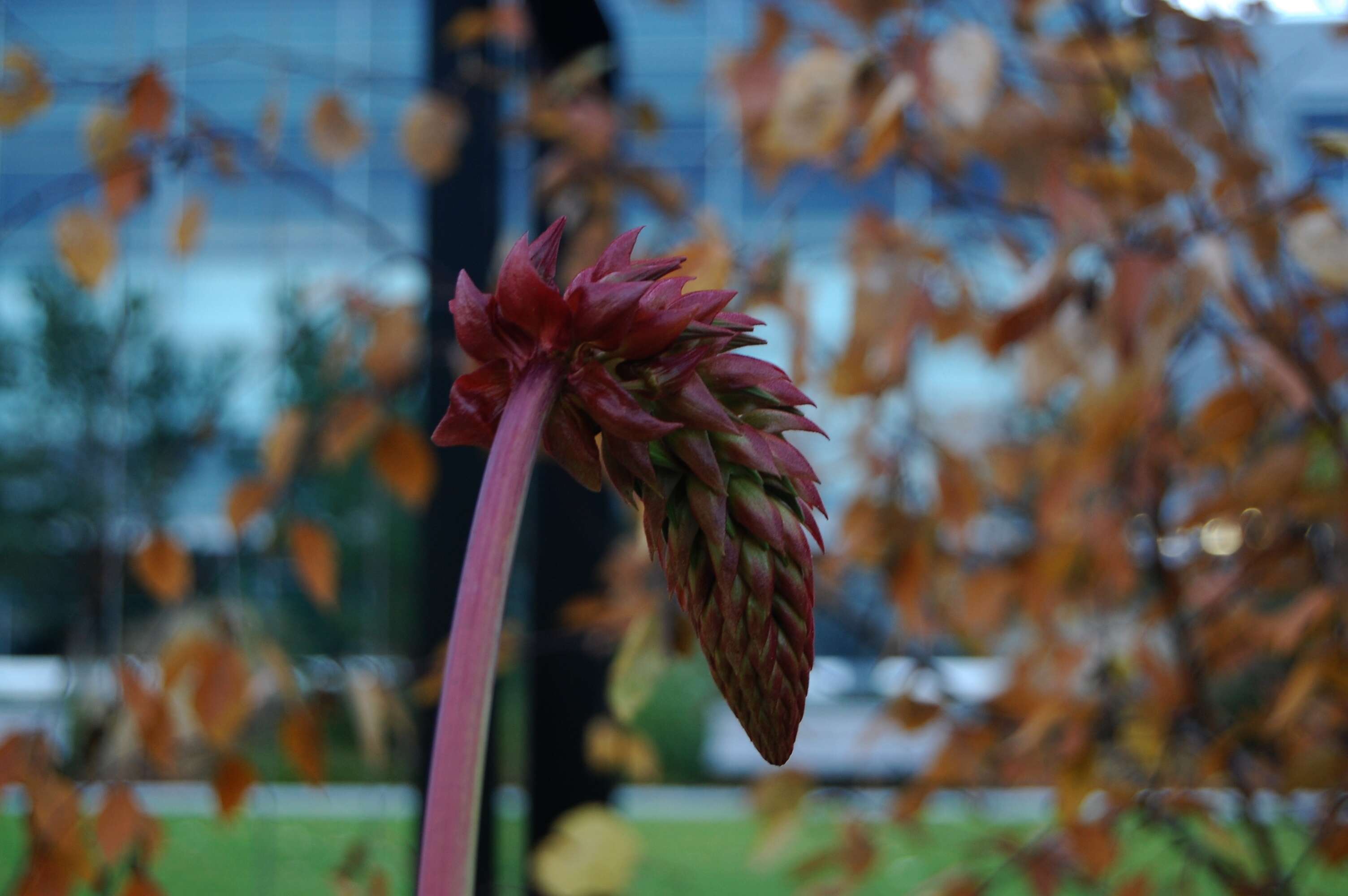 Image de Melianthus major L.