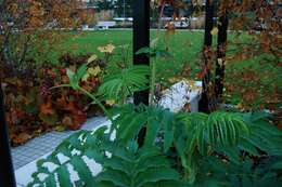 Image de Melianthus major L.