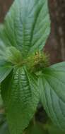 Image de Acalypha alopecuroidea Jacq.