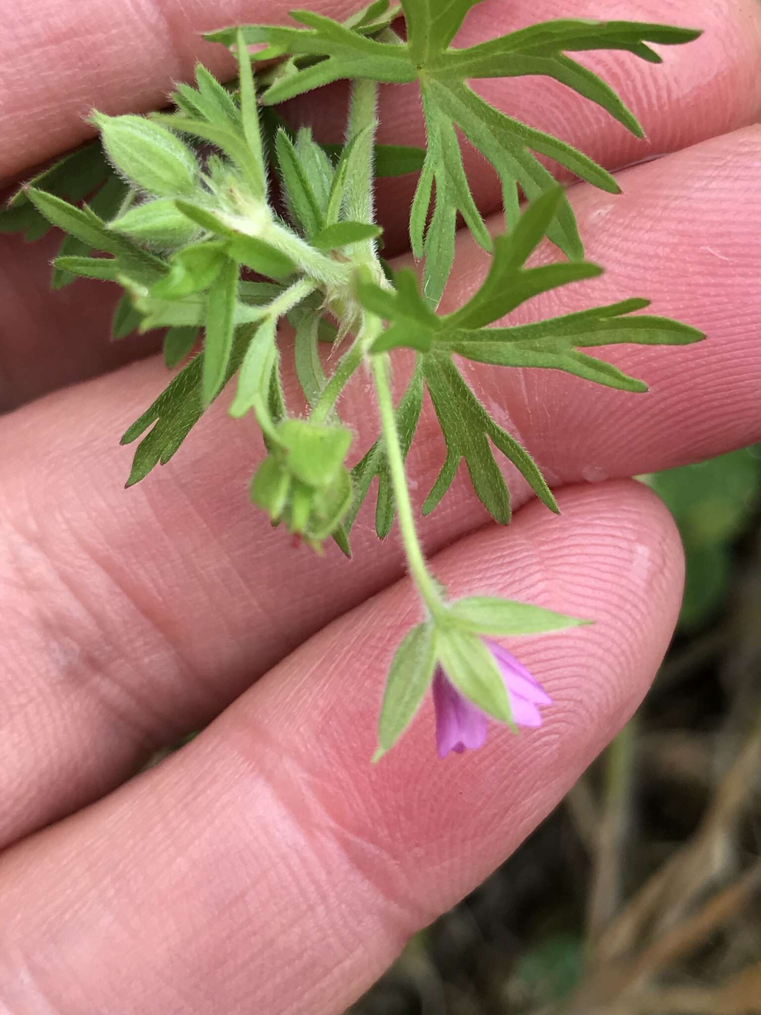 Plancia ëd Geranium columbinum L.