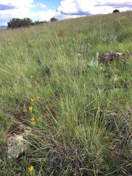 Plancia ëd Muhlenbergia montana (Nutt.) Hitchc.