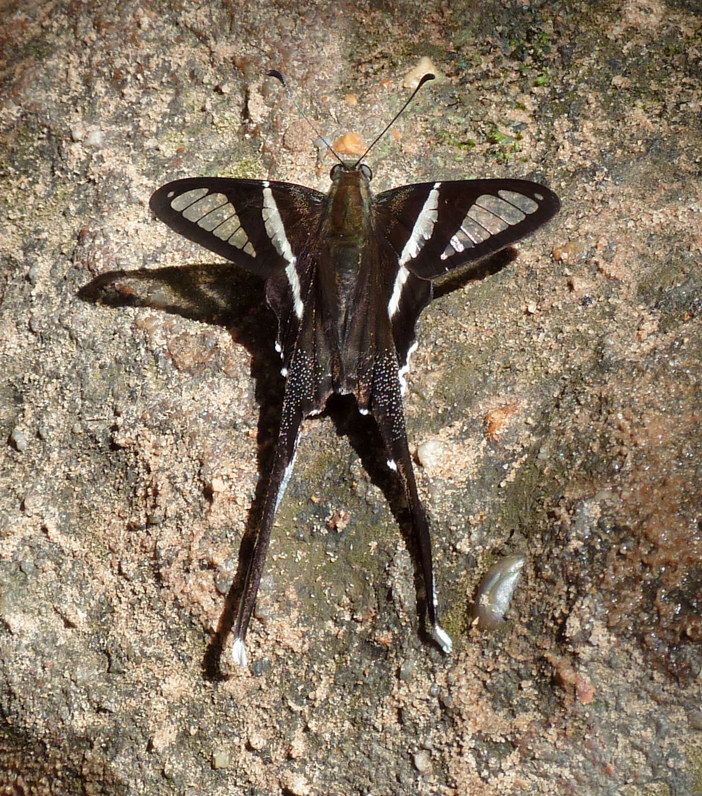 Image of White Dragontail Butterfly