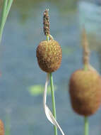 Image of Dwarf bulrush