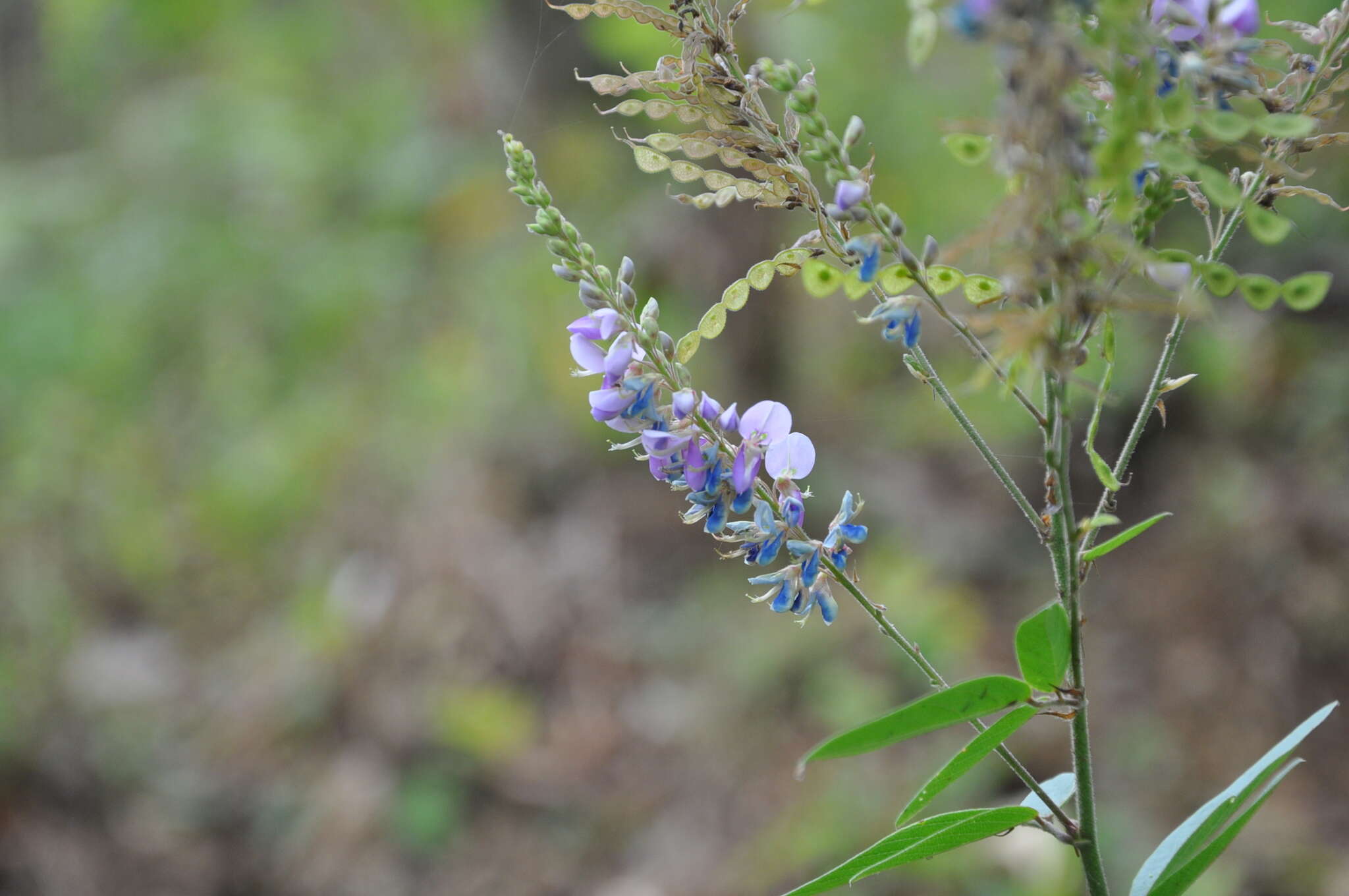 Imagem de Desmodium cajanifolium (Kunth) DC.