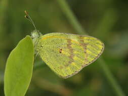 Colotis amata (Fabricius 1775)的圖片