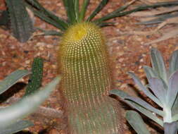 Image of Parodia lenninghausii (F. Haage) F. H. Brandt ex Eggli & Hofacker