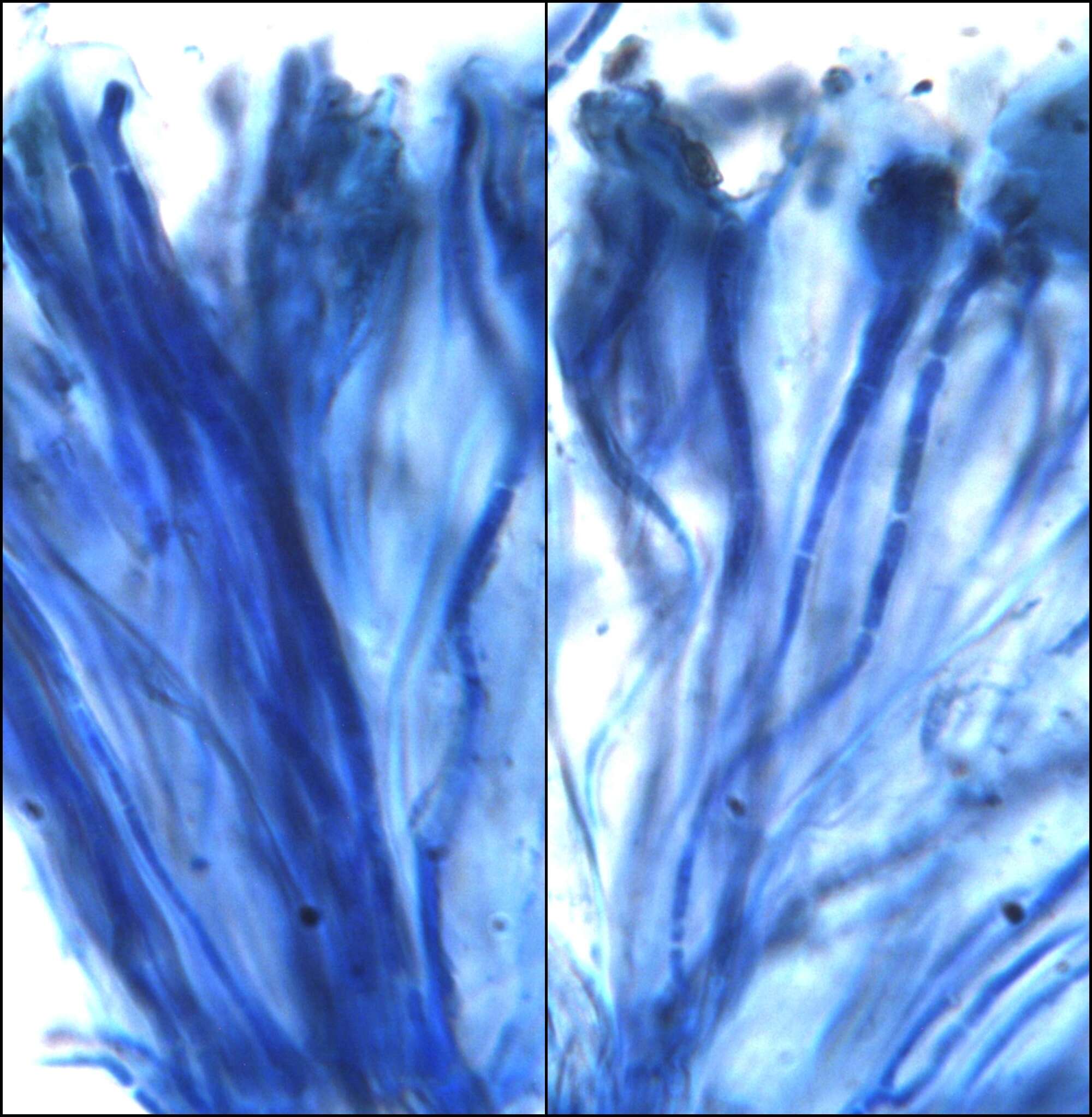 Слика од <i>Lathagrium cristatum</i>