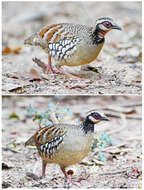 Image of Bar-backed Hill Partridge