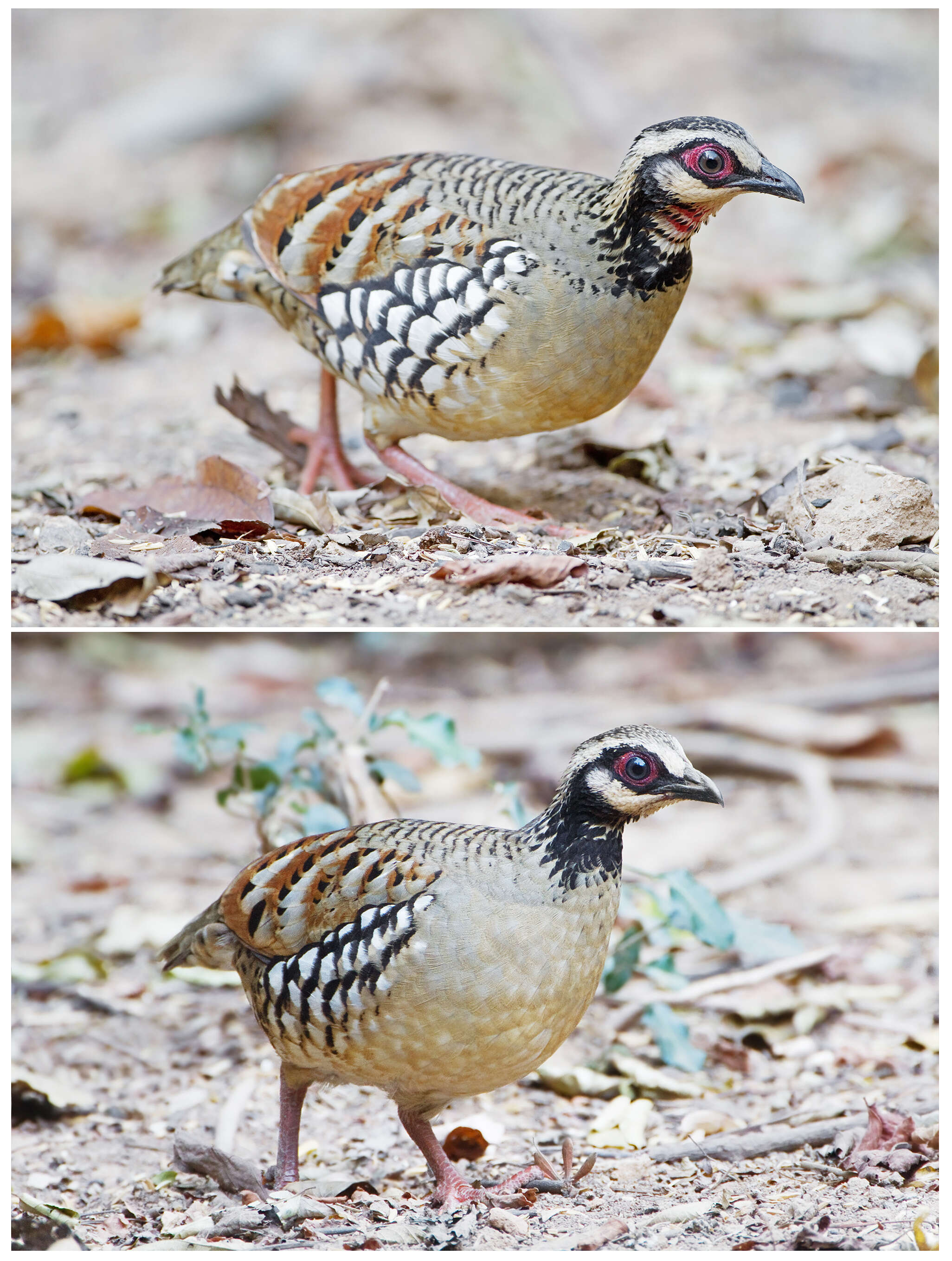 Image of Bar-backed Hill Partridge