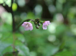 Image of Pavonia schiedeana Steudel