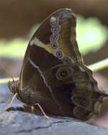 Image of Bamboo Tree Brown