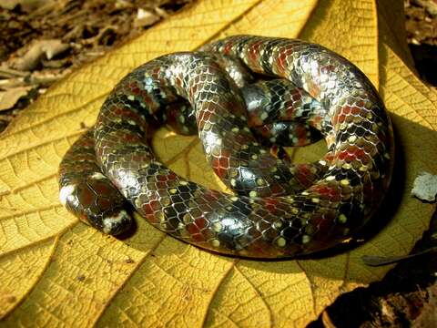 Image of Amazon Water Snake