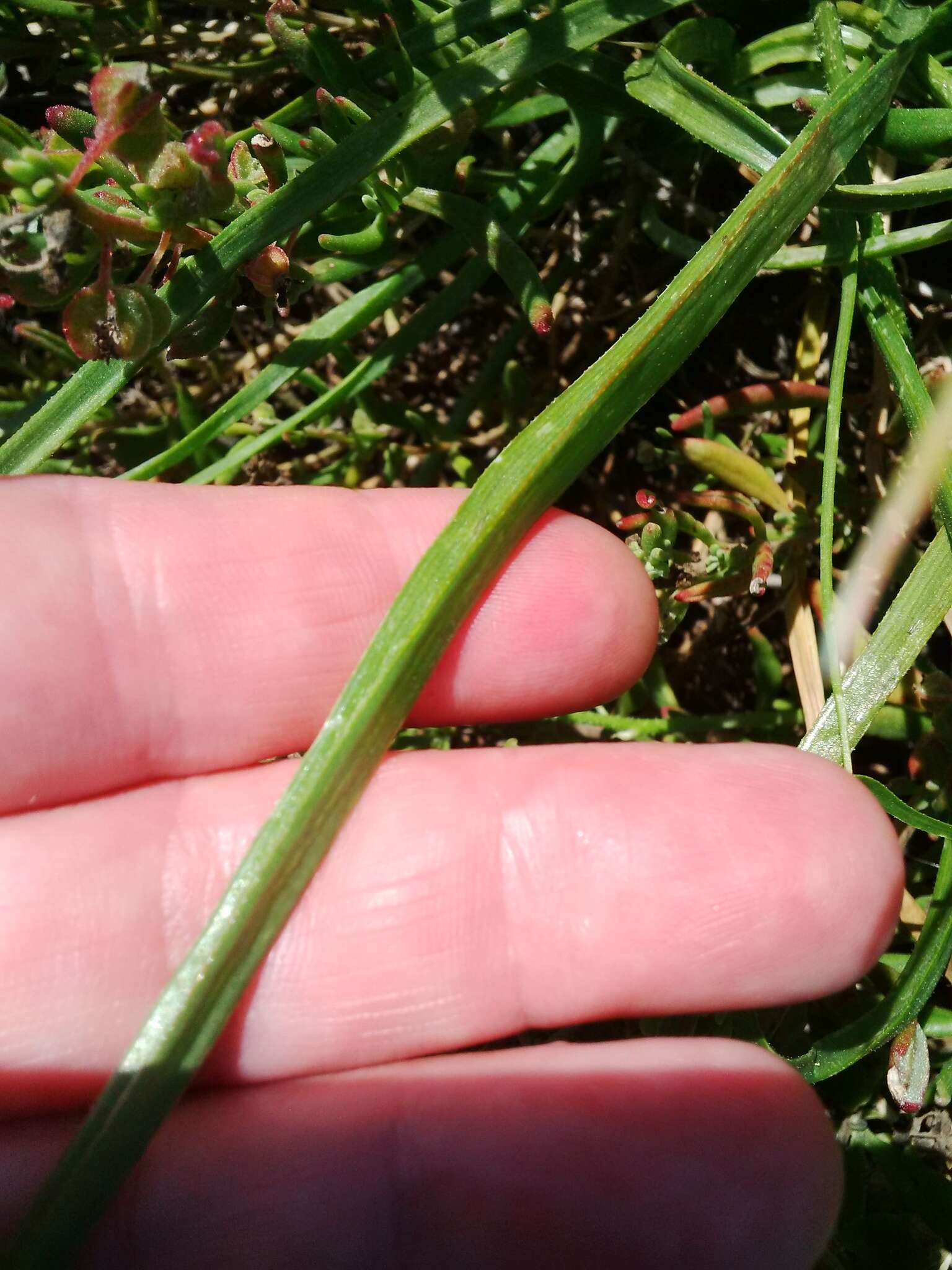 Image of Trachyandra scabra (L. fil.) Kunth