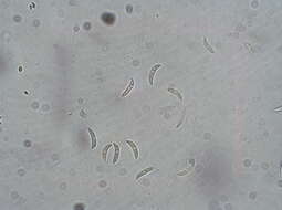 Image of Colletotrichum