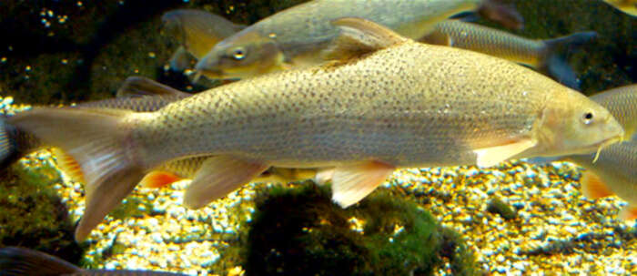 Image of Barbel