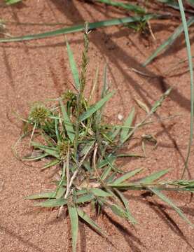 Image of Eragrostis boinensis A. Camus