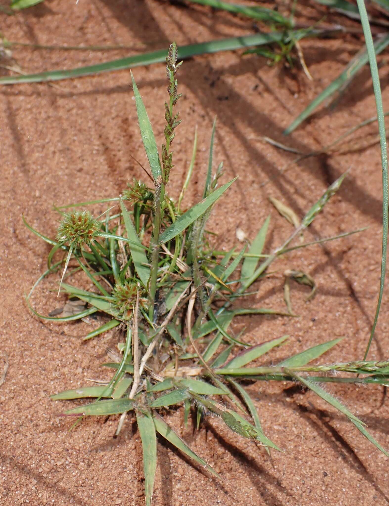 Image of Eragrostis boinensis A. Camus