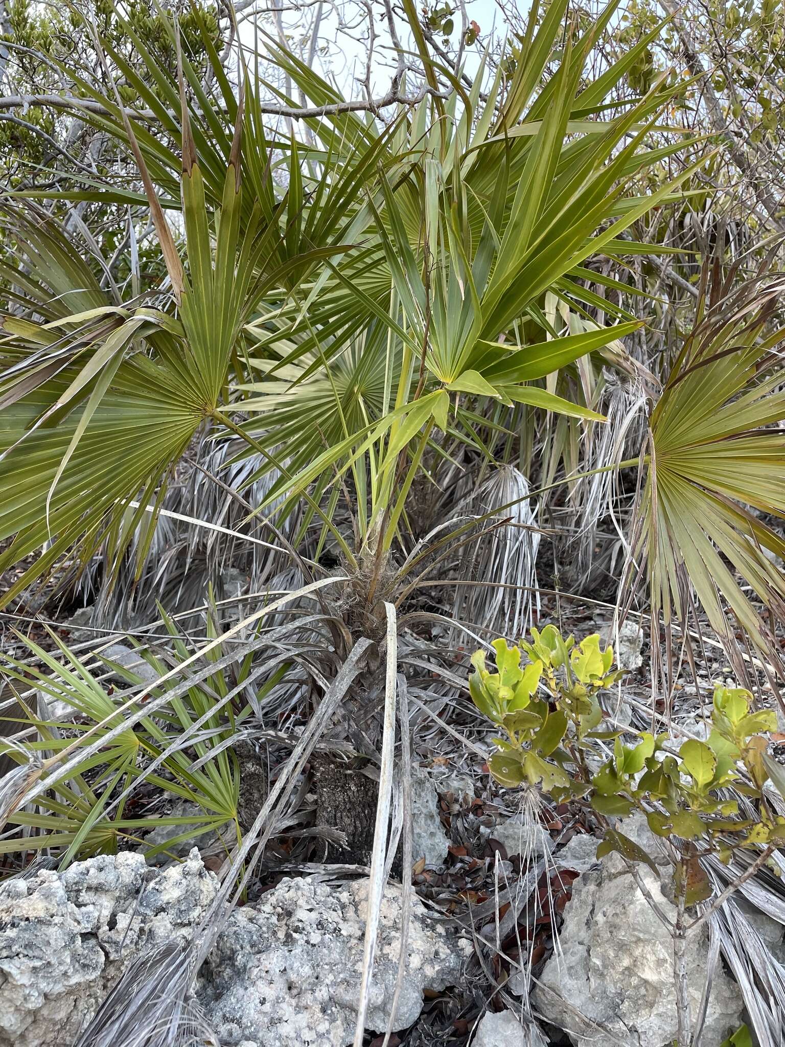 Image of white thatch palm