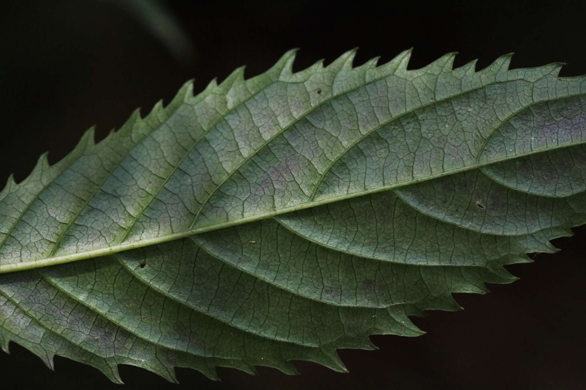 Image of Beautiful Abrophyllum