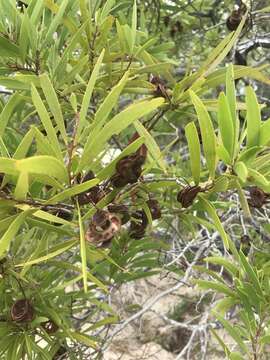 Image of Acacia spirorbis Labill.