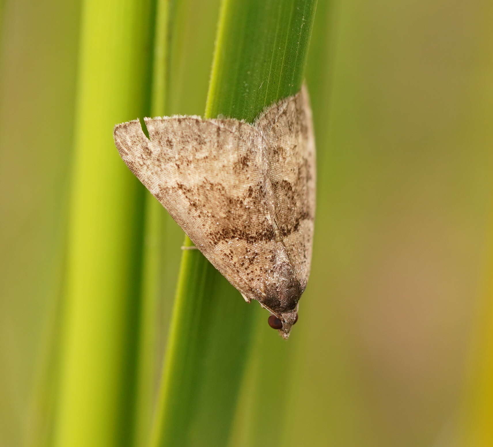 Image of Dichromodes ainaria Guenée 1858