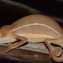 Image of Smooth Chameleon