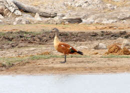 Image of Cape Shelduck