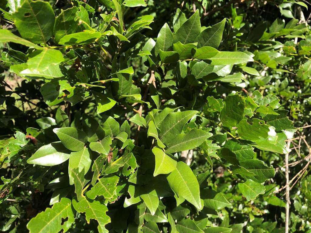 Plancia ëd Austrosteenisia blackii (F. Muell.) R. Geesink