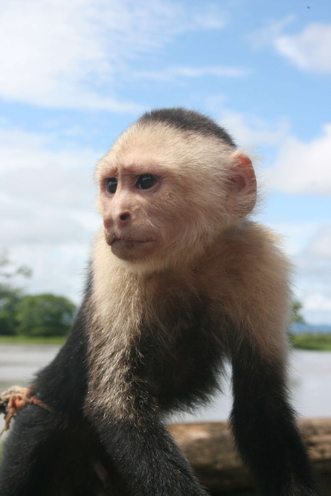 Image of white-faced capuchin