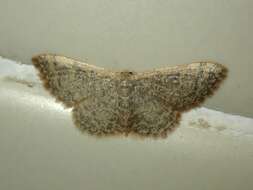 صورة Idaea costiguttata Warren 1896